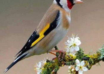 Kuşların Eve Uyum Eğitimi