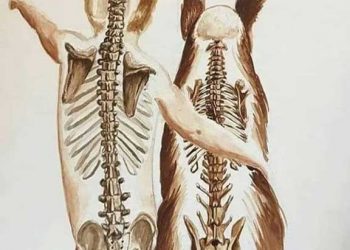 Neden Köpekler İnsanlardan Daha Az Yaşar?