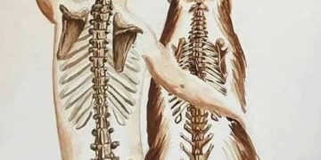 Neden Köpekler İnsanlardan Daha Az Yaşar?