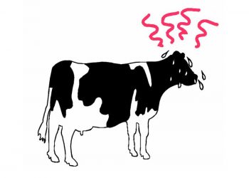 Sıcaklık Stresi İneğin Başına Neler Gelir?