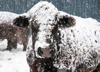 Sığırlarda Kış Beslemesi