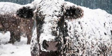 Sığırlarda Kış Beslemesi