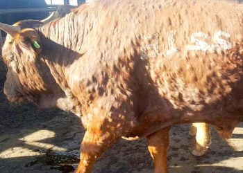 Sığırların Nodüler Ekzantemi (Sığırlarda Afrika Hastalığı)