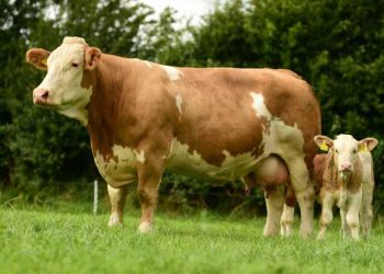 Simmental Sığır Irkı