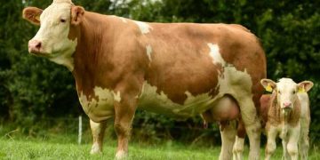 Simmental Sığır Irkı