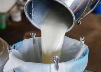 Suni Tohumlamada ırk uyumu şartını n kaldırılmasını doğru bulmuyoruz