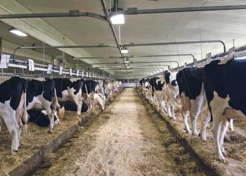 Süt Sığırcılığı İşletmelerinde Hayvan Refahı