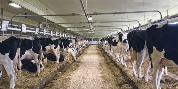 Süt Sığırcılığı İşletmelerinde Hayvan Refahı