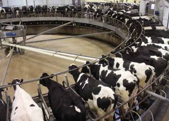 Süt Sığırcılığına Yatırım Yapılır Mı?