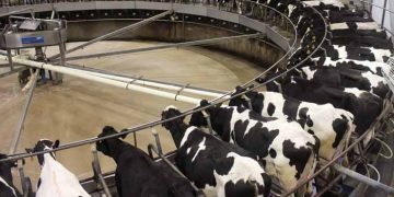 Süt Sığırcılığına Yatırım Yapılır Mı?