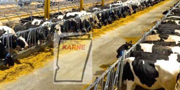 Sütçü İşletmelerin Karnesi