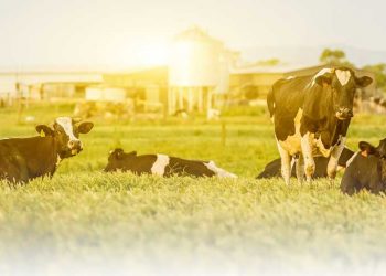 Sütçü Sığır İşletmelerinde Sürü Yönetimi İlkeleri