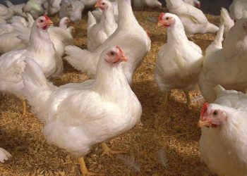 Tavuk Bağırsağına Büyük Tehdit “Coccidiosis”