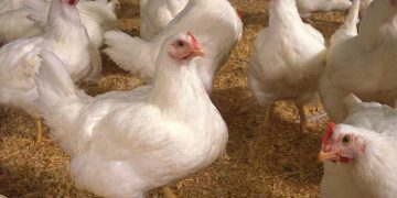 Tavuk Bağırsağına Büyük Tehdit “Coccidiosis”