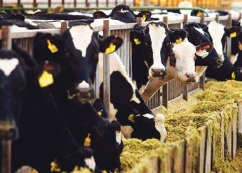 Türkiye'de Hayvancılığın Son 40 Yılı