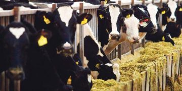 Türkiye'de Hayvancılığın Son 40 Yılı