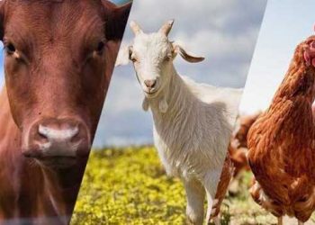 Türkiye'de Hayvancılığın ve Veteriner Hekimliğin Güncel Sorunları