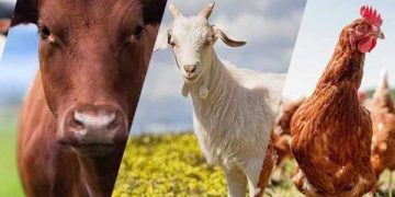 Türkiye'de Hayvancılığın ve Veteriner Hekimliğin Güncel Sorunları