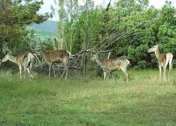 Yaban hayvanları eylem planlarında sona yaklaşıldı