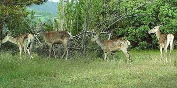 Yaban hayvanları eylem planlarında sona yaklaşıldı