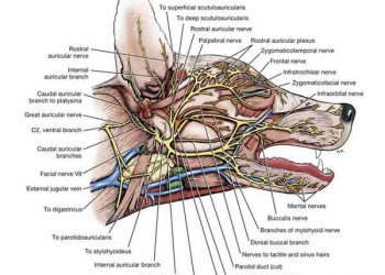 Yanak Toplardamarı Nedir?