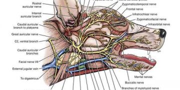 Yanak Toplardamarı Nedir?