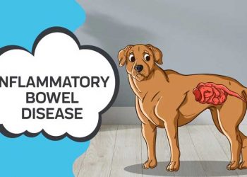 Yangılı Bağırsak Hastalığı Nedir?