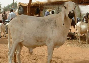 Yankasa Koyunu Nedir?