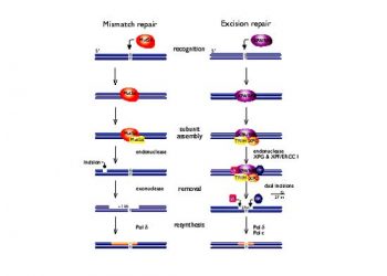 Yanlış Eşleşmelerin Onarımı Nedir?