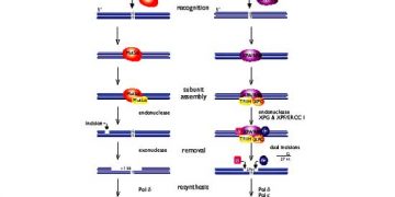 Yanlış Eşleşmelerin Onarımı Nedir?