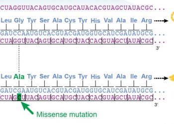 Yanlış Mutasyon Nedir?