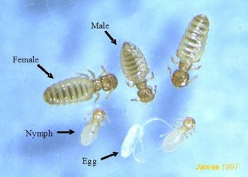 Yapağı Bitleri Nedir?