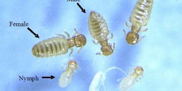 Yapağı Bitleri Nedir?