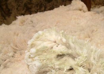 Yapağı Çürüğü Hastalığı Nedir?