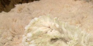 Yapağı Çürüğü Hastalığı Nedir?