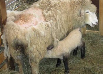 Yapağı Çürümesi Nedir?