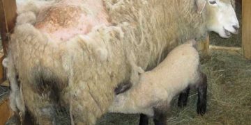 Yapağı Çürümesi Nedir?