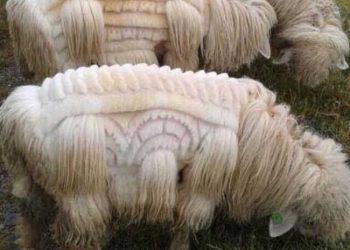 Yapağı Duyarlılığı Nedir?