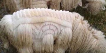 Yapağı Duyarlılığı Nedir?