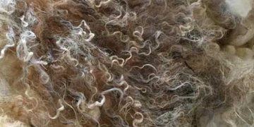 Yapağı Lifi Nedir?