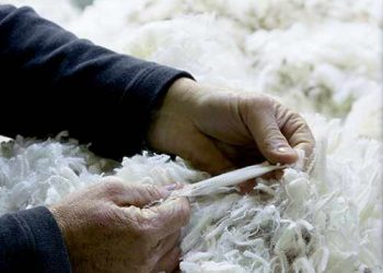 Yapağı Uzunluğu Nedir?