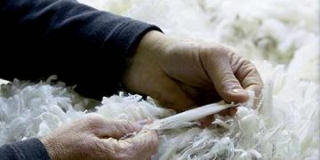 Yapağı Uzunluğu Nedir?