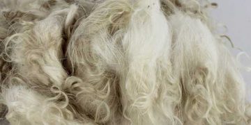 Yapağıda İncelik Nedir?