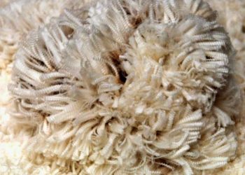 Yapağıda Mukavemet Nedir?