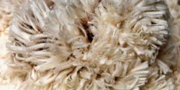 Yapağıda Mukavemet Nedir?