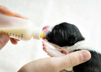 Yapay Besleme Nedir?