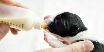 Yapay Besleme Nedir?