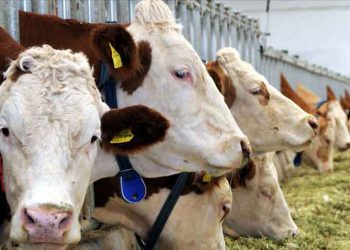 2019 Yılı Sonunda Türkiye Hayvancılığının Durumu ve Gelecek Beklentileri