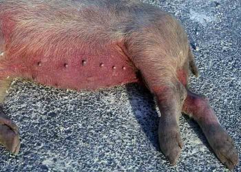 Afrika Domuz Vebası (African Swine Fever, ASF)