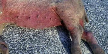 Afrika Domuz Vebası (African Swine Fever, ASF)